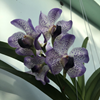 Vanda Gordon Dillon X Aer